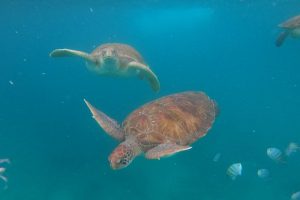 snorkel with turtles tartarugas de sao pedro sao vicente cape verde (1)