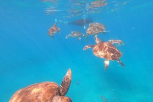 snorkel with turtles tartarugas de sao pedro sao vicente cape verde (2)